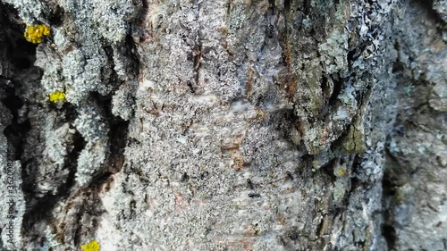 A colony of black ants of the species lacius fuliginosis on a tree trunk. photo