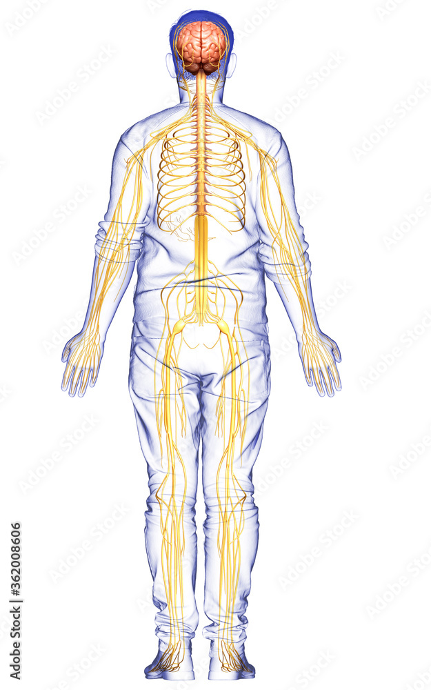 3d rendered medically accurate illustration of a male nervous system 3d rendered medically accurate illustration of a male nervous system