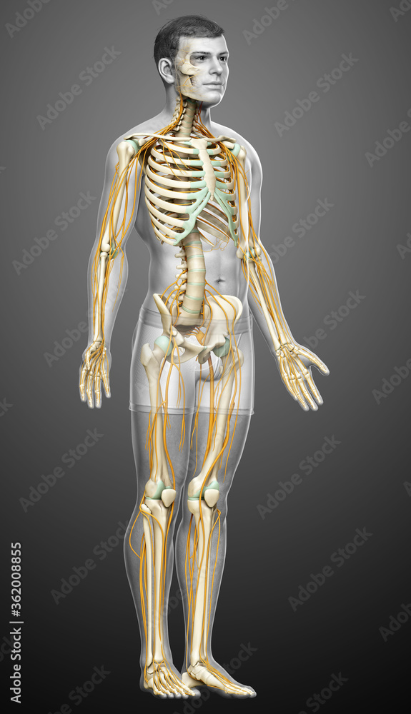 3d rendered medically accurate illustration of the nervous system and skeleton system