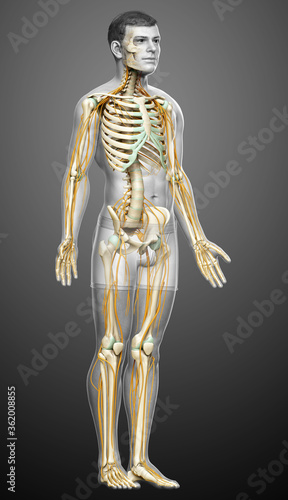 3d rendered medically accurate illustration of the nervous system and skeleton system © pixdesign123
