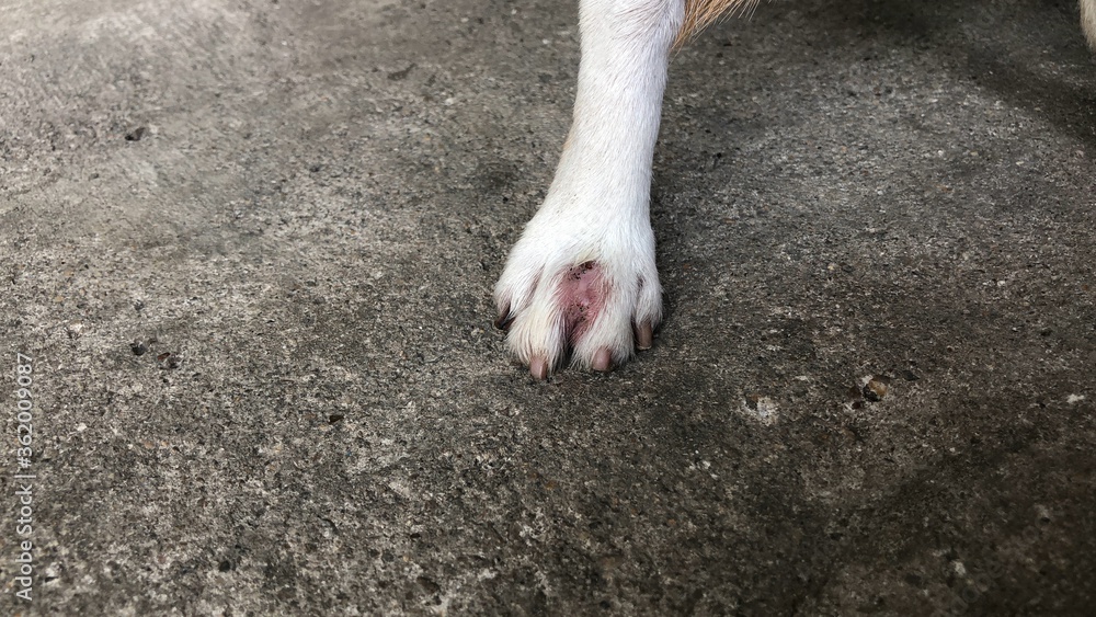 Concept of Treatment of early symptoms and skin diseases in dogs. Foot