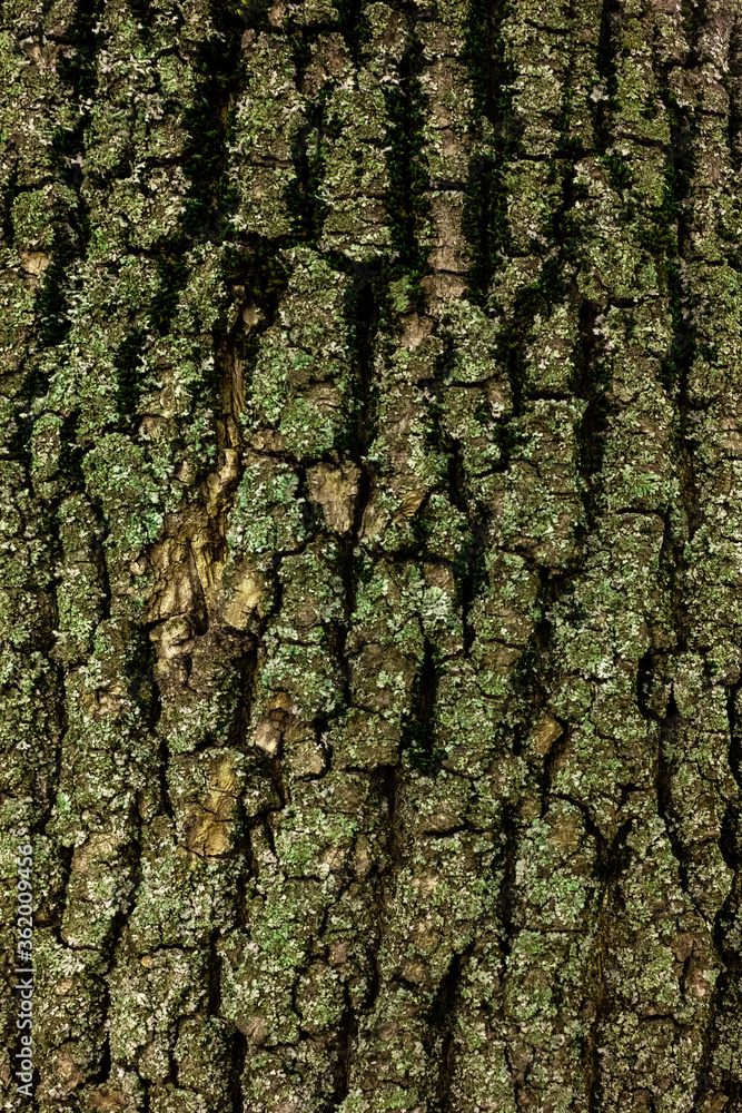 Bark of tree macro. Background closeup of a tree trunk. Bark of tree macro. Background closeup of a tree trunk.