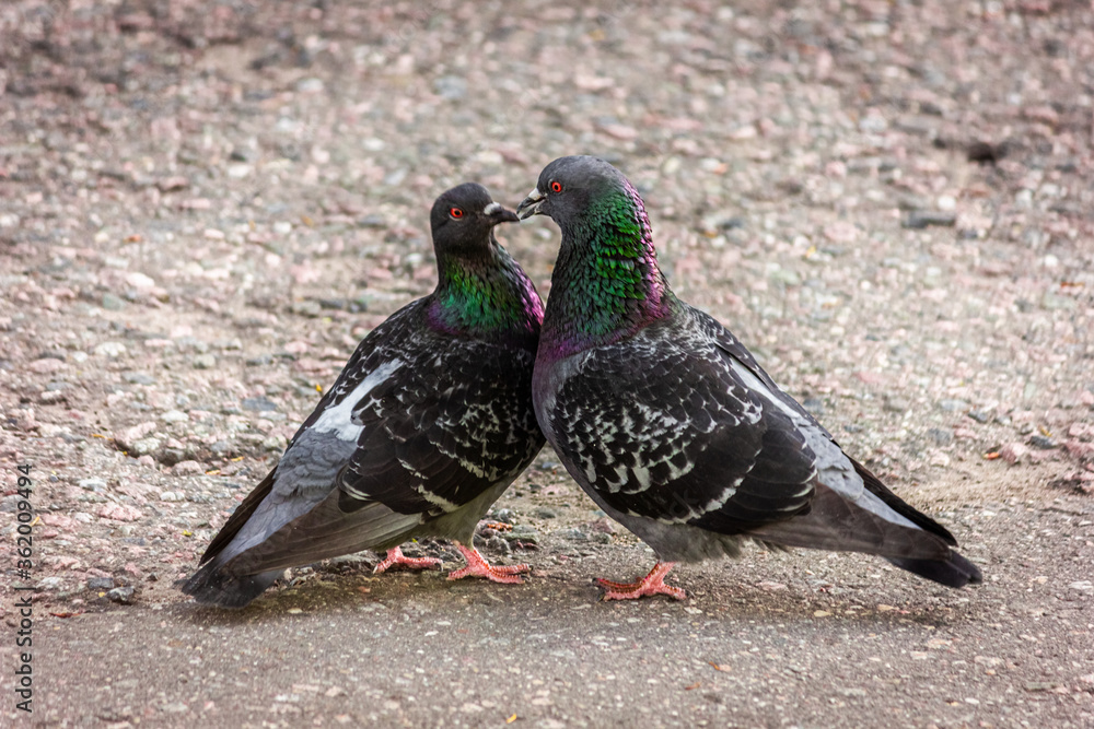 Cooing pigeons. Street love. Street pigeons are kissing. Cooing pigeons. Street love. Street pigeons are kissing.