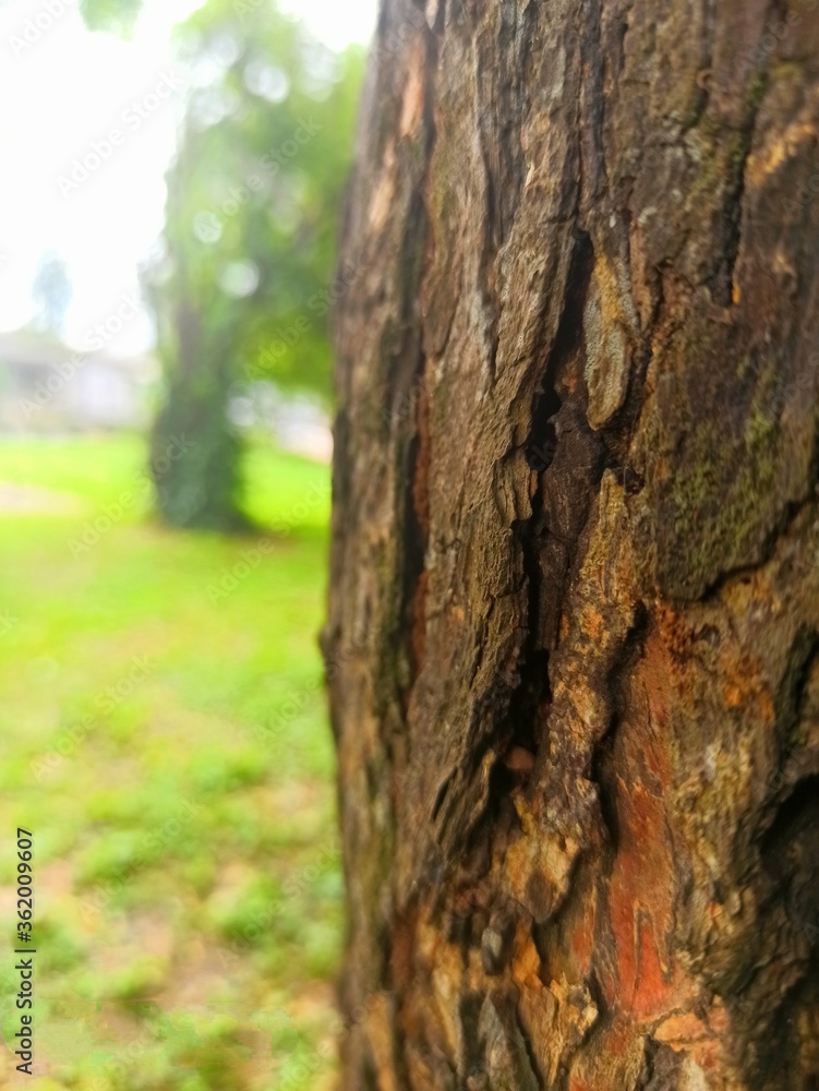 Fototapeta premium bark of a tree