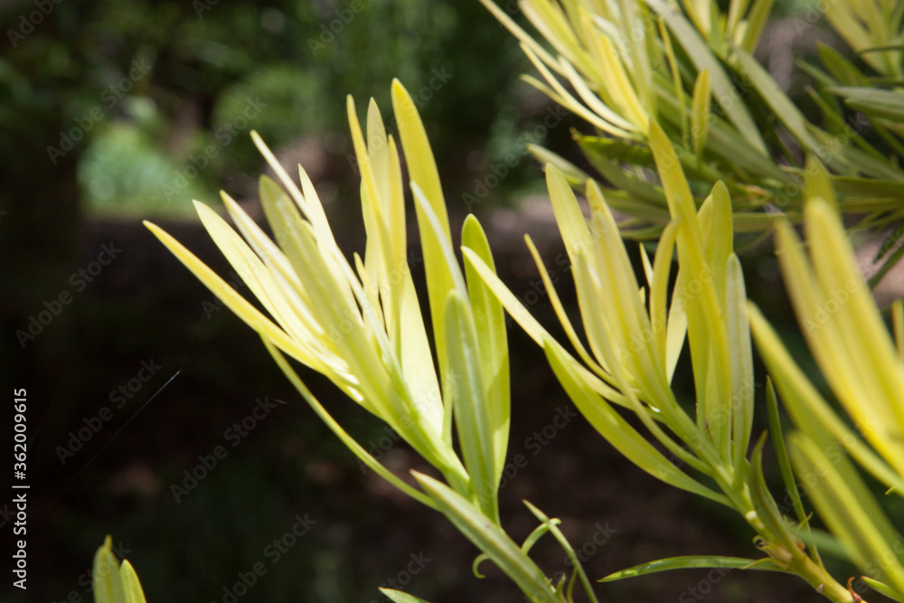 Leaves in a garden for background or texture Leaves in a garden for background or texture