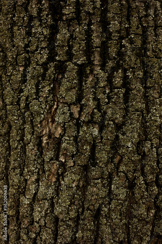 Bark of tree macro. Background closeup of a tree trunk. Bark of tree macro. Background closeup of a tree trunk.