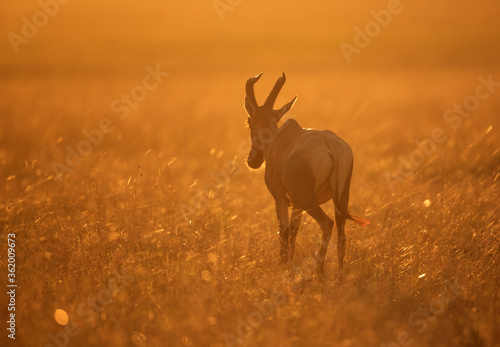 Topi antelope in the morning light, Masai Mara © Dr Ajay Kumar Singh