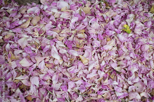 Fallen pink rose petals. Dried rose petals lie on the surface