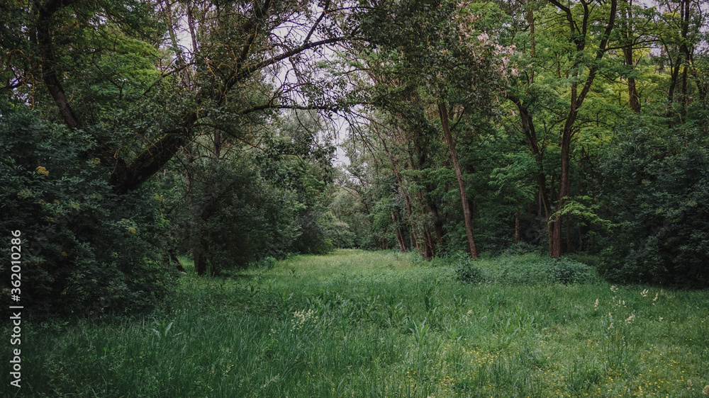 Fototapeta premium Forêt Feyssine