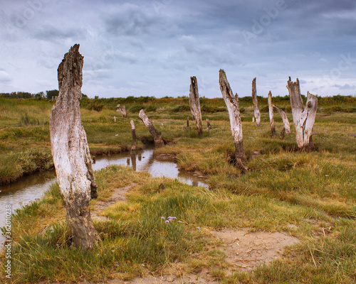 Marsh water, rocks and dead trees in Thornham Old Harbour photo