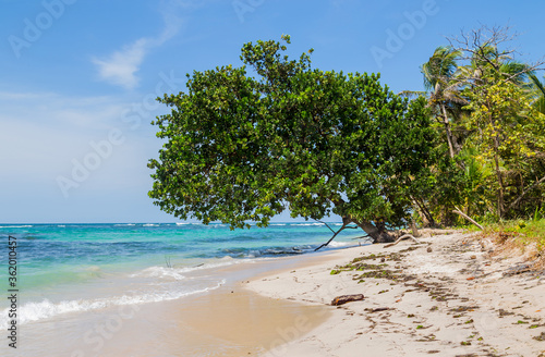 beach with trees in Panama