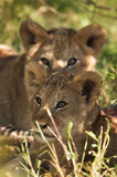 Lion cubs at Masai Mara, Kenya