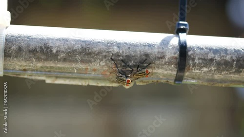 fly making love, breeding on steel bar