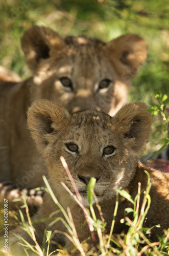 Lioness cubs sitting inside bushes, Masai Mara