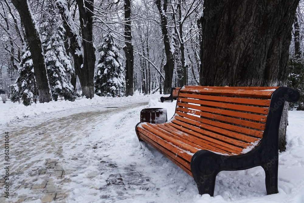 Bench in the winter park