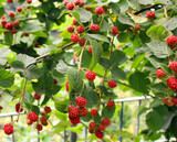 Natural red berries growing 