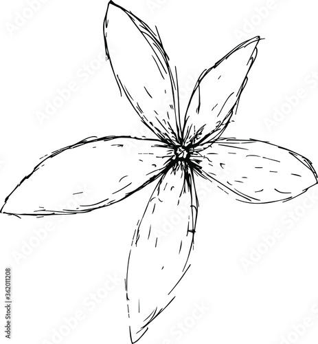 Five-leaf flower drawn in short lines.