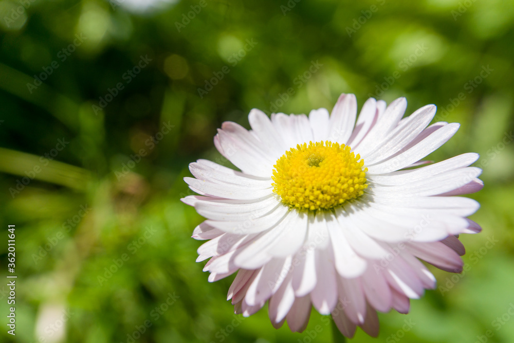 Fototapeta premium a flower with many yellow white and pink petals