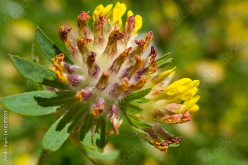 a flower with many small yellow buds