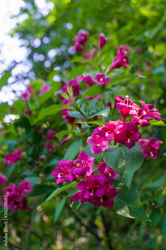 pink flowers on a shrub