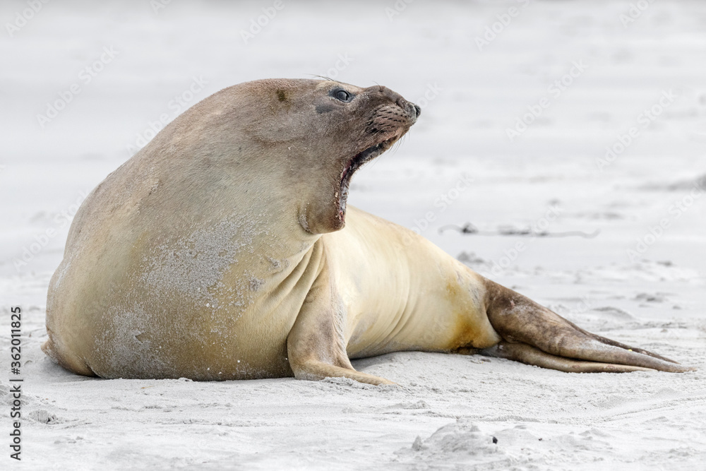 Fototapeta premium Southern Elephant Seal female yawning