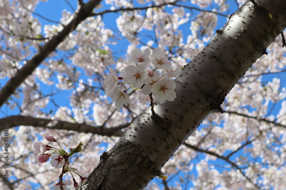 cherry blossoms