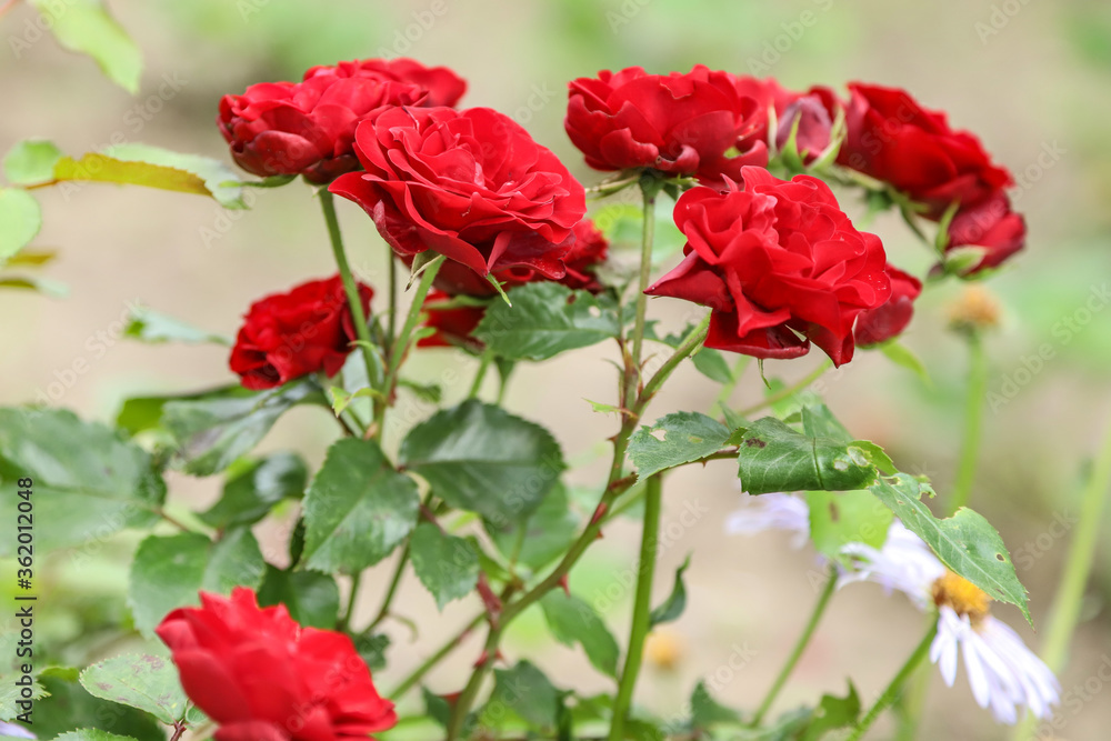 Red Rose Red Rose