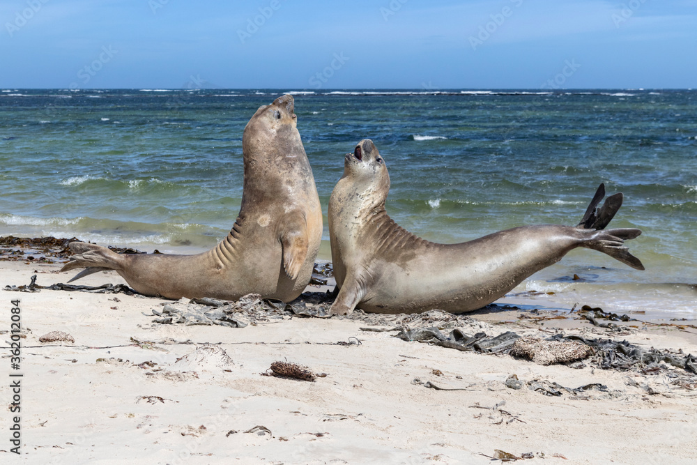 Fototapeta premium Southern Elephant Seal youngsters fighting