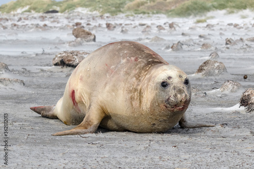 Southern Elephant Seal immature