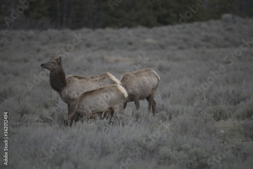 Elk in yellowstone national park, USA © Peter