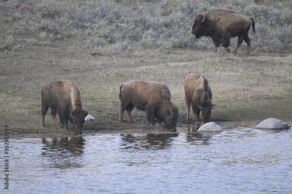 Bison in yellowstone national park, USA