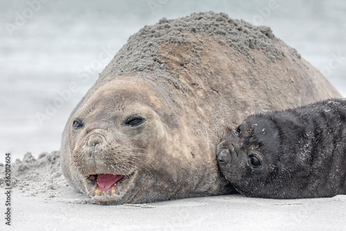 Southern Elephant Seal cow protecting pup