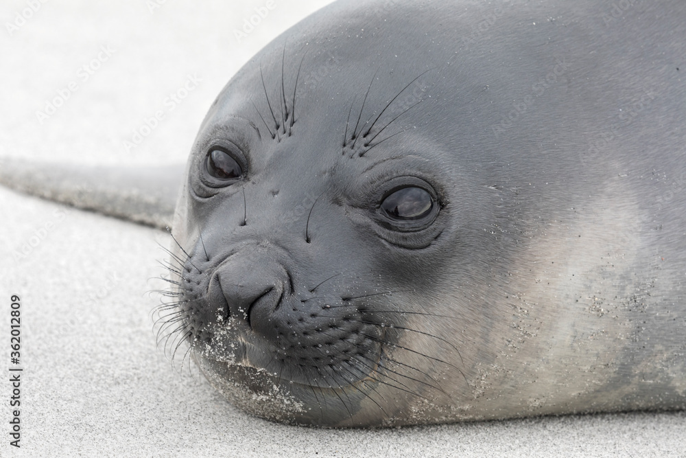 Obraz premium Southern Elephant Seal young pup