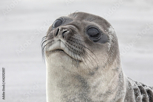 Southern Elephant Seal young pup