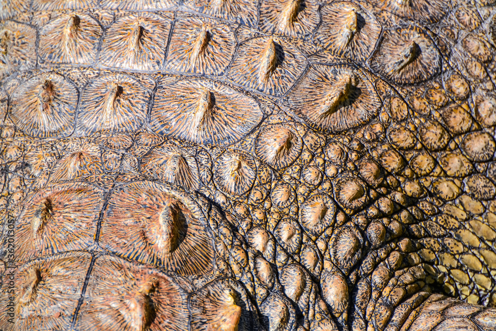 Fototapeta premium crocodile skin texture