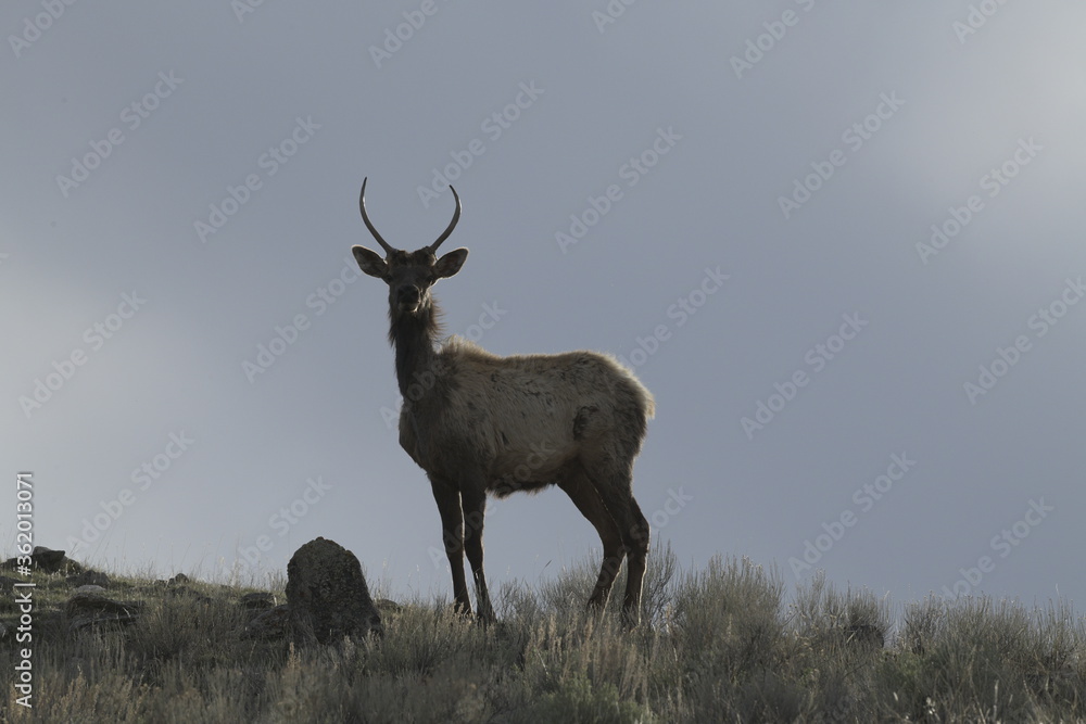 Elk in yellowstone national park, USA Elk in yellowstone national park, USA