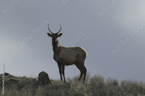 Elk in yellowstone national park, USA © Peter