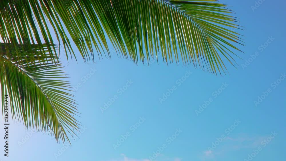 Tropical green palm leaf against blue sky in summer. 4K Video. Tropical green palm leaf against blue sky in summer. 4K Video.