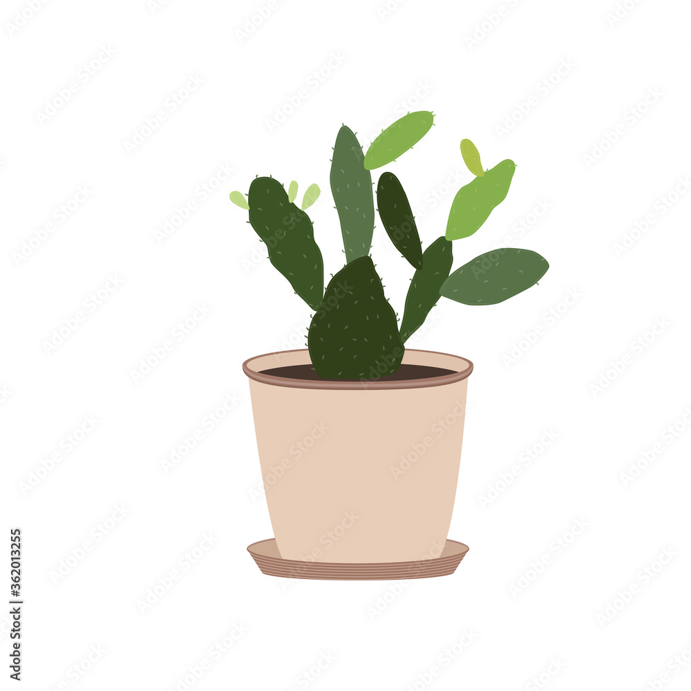 Cactus. Prickly pear in a pot. Cactus. Prickly pear in a pot.