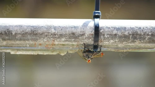 fly making love, breeding on steel bar