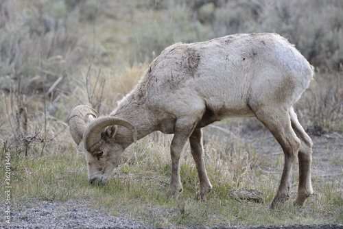 Big horned sheep in yellowstone national park, USA