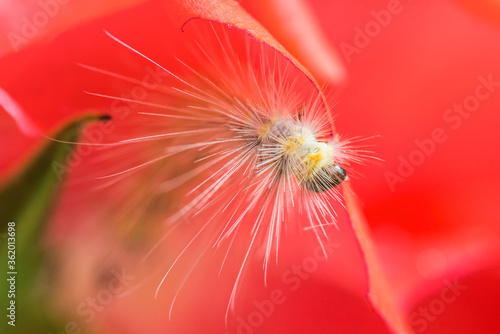 A beautiful caterpillar on the petals of a hybrid tea rose.