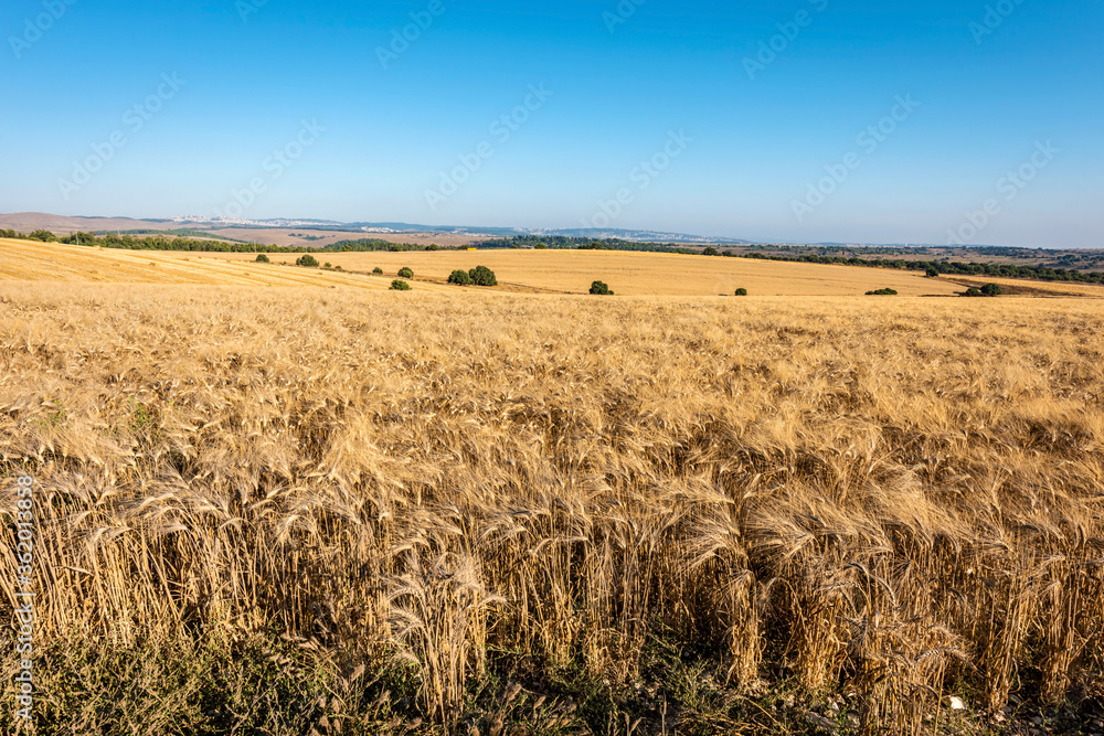 Wheat field overlooking the hills against a blue sky in the early summer evening. Selective focus. 