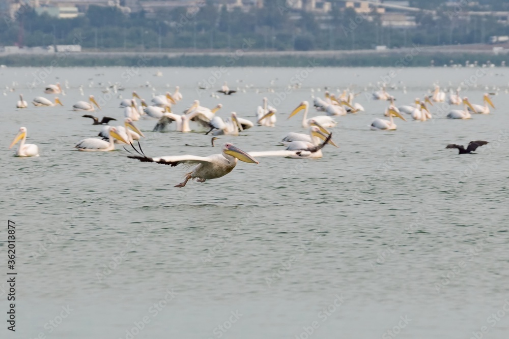 Great white pelican in flight, migrating flock in lake, urban view. Pelecanus onocrotalus, eastern white or rosy pelican, big water bird with long beak large throat pouch. Bulgaria, Burgas Via Pontica