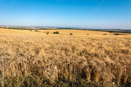 Wheat field overlooking the hills against a blue sky in the early summer evening. Selective focus. 