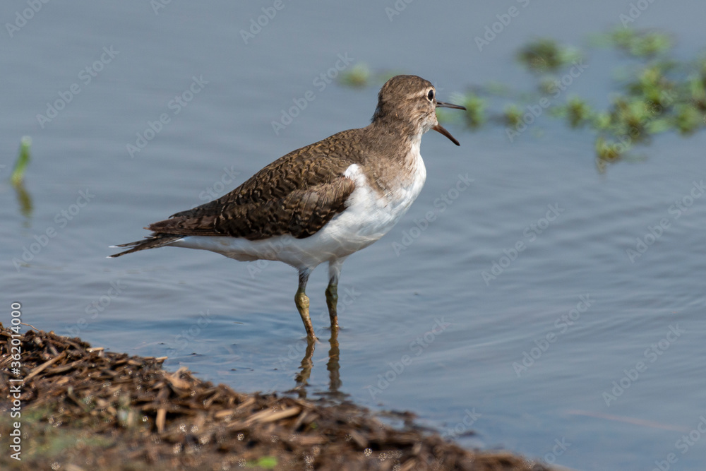 Chevalier guignette,.Actitis hypoleucos, Common Sandpiper Chevalier guignette,.Actitis hypoleucos, Common Sandpiper
