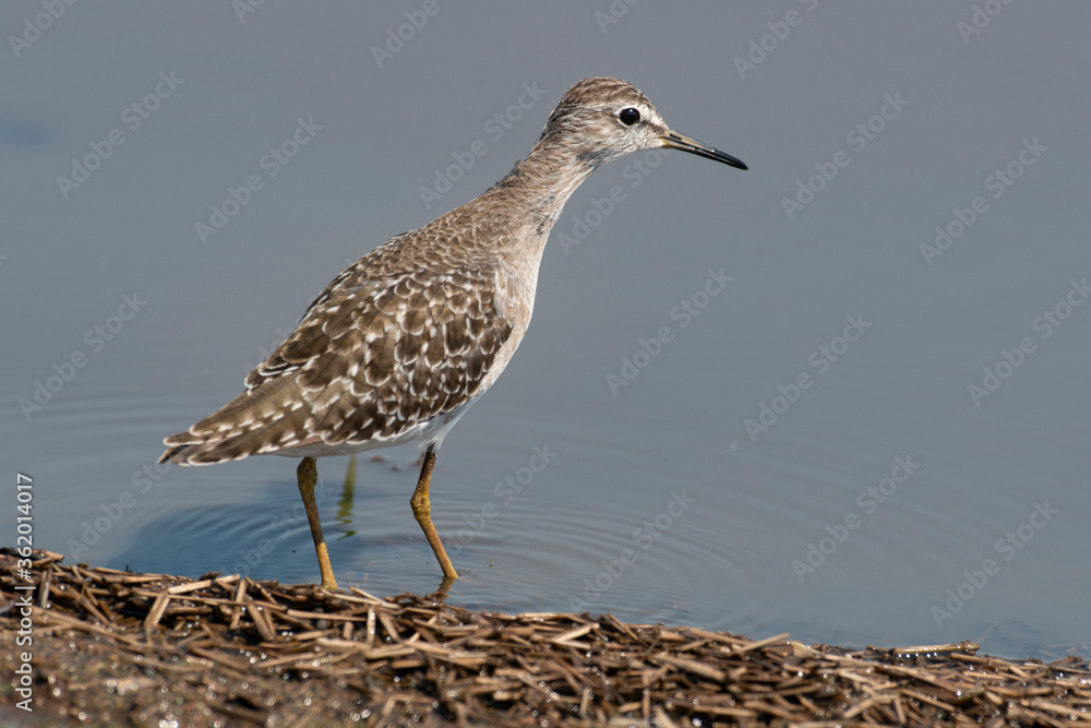 Chevalier sylvain,.Tringa glareola, Wood Sandpiper Chevalier sylvain,.Tringa glareola, Wood Sandpiper