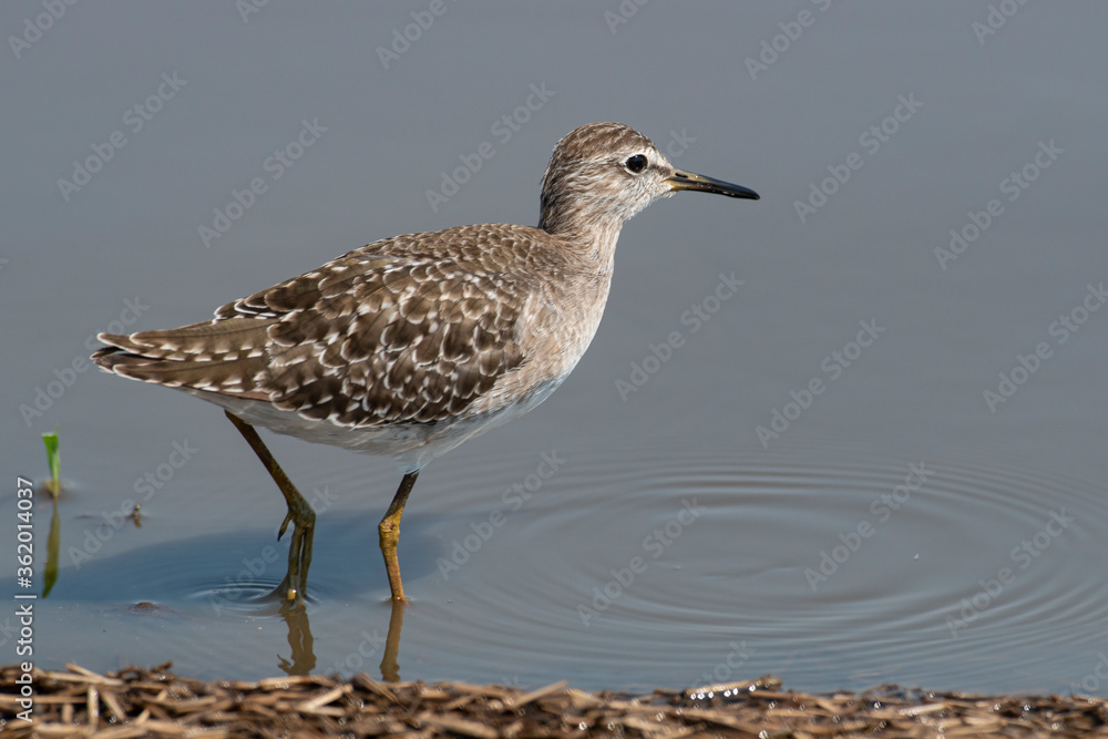 Chevalier sylvain,.Tringa glareola, Wood Sandpiper Chevalier sylvain,.Tringa glareola, Wood Sandpiper