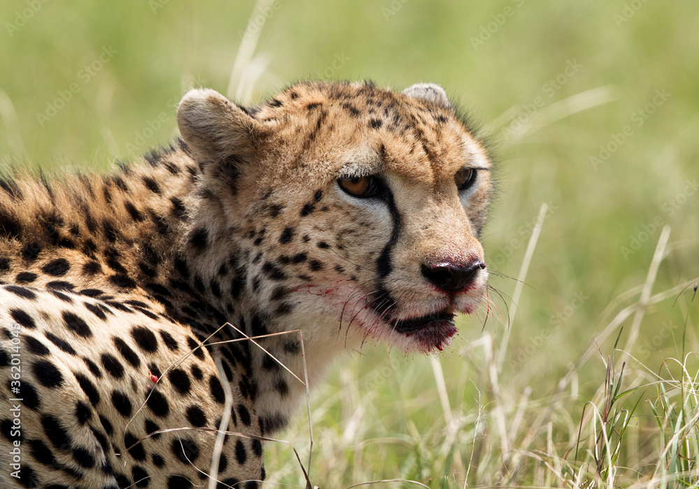 Cheetah with blood stain on mouth, Masai Mara Cheetah with blood stain on mouth, Masai Mara