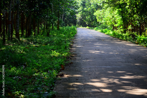 Quiet road in the forest